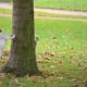 barking up the wrong family tree